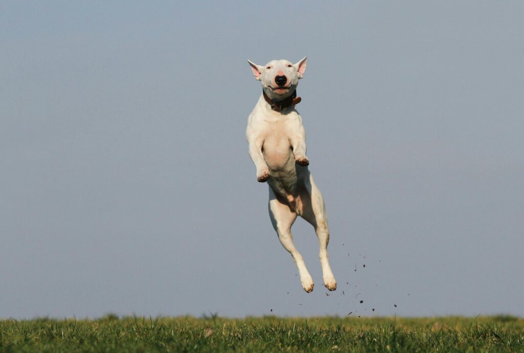 dog training joy fun 159692 159692 A joyful bull terrier dog leaps high in an open grassy field on a sunny day.