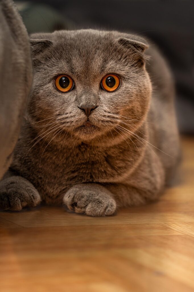 cat, scottish fold, folded ears, pet, cat breed, domestic animal, nature, animal, playful cat, fur, round eyes, cat portrait