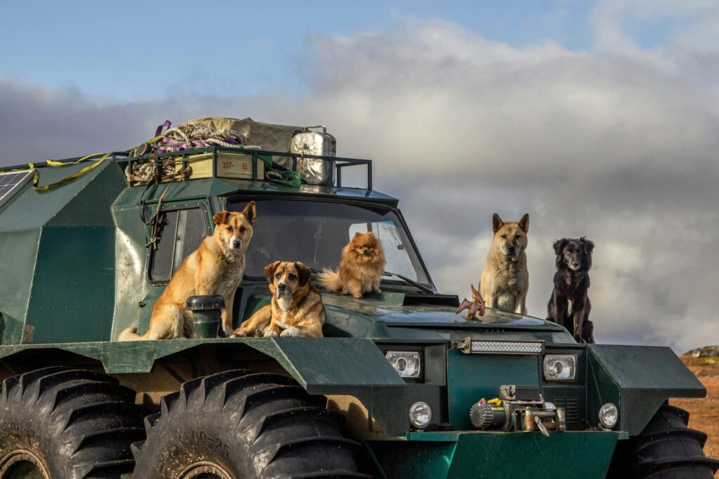 pexels photo 10761686 10761686 Five dogs seated on a rugged off-road vehicle ready for an adventure.