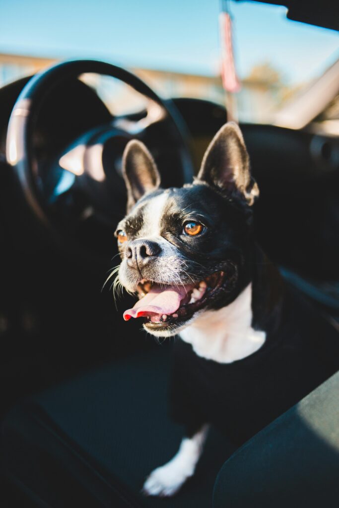 A joyful French Bulldog sits in a car, enjoying a bright sunny day.