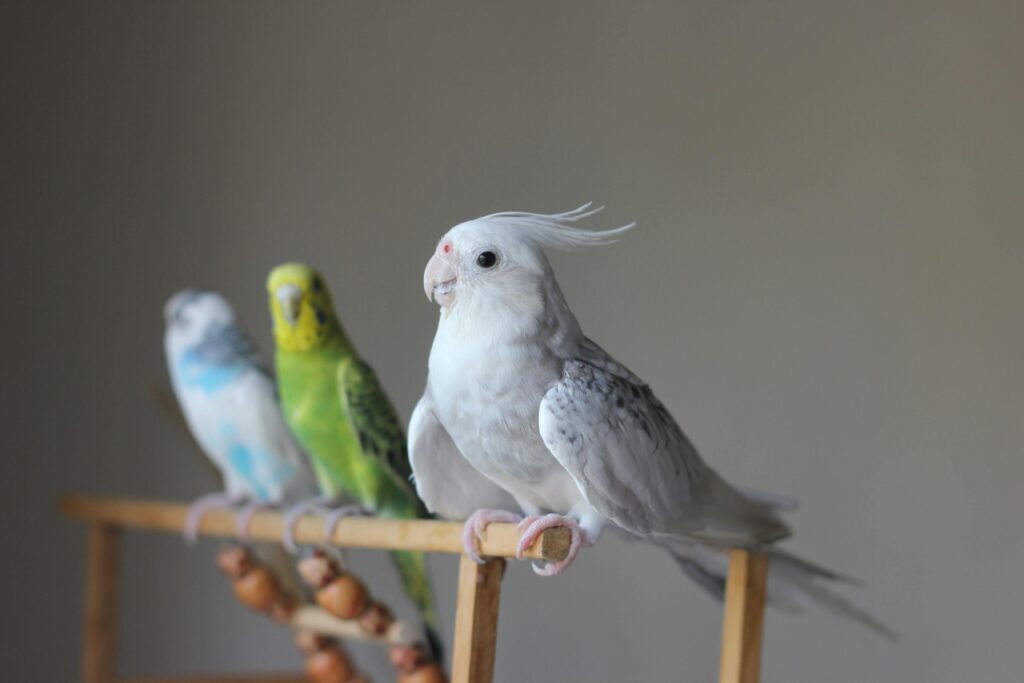 Close-up of three colorful parrots perched indoors on a wooden stand.
